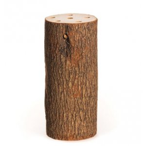Stubbe med hål - Kamferträd - 10 x 20 cm