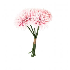 Dahlior - 6-pack - Pastellrosa