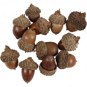 Ekollon - 12-pack