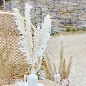 Pampasgräs - 90cm - Bleached