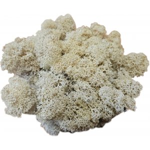 Vitmossa - Dekoration - Stor påse - 100 g