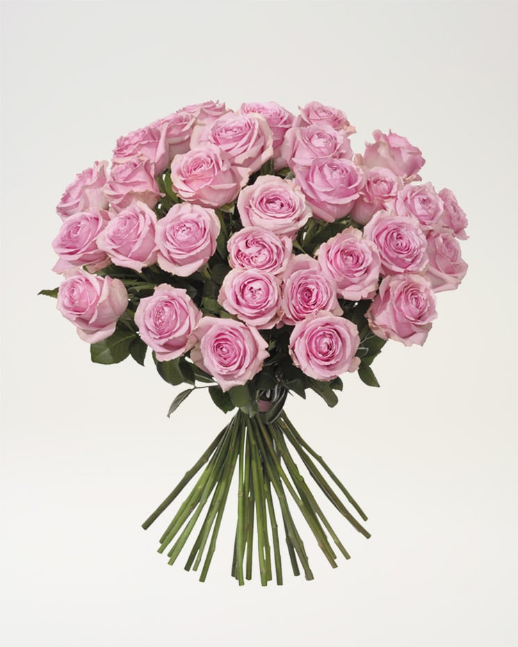 30 rosa rosor