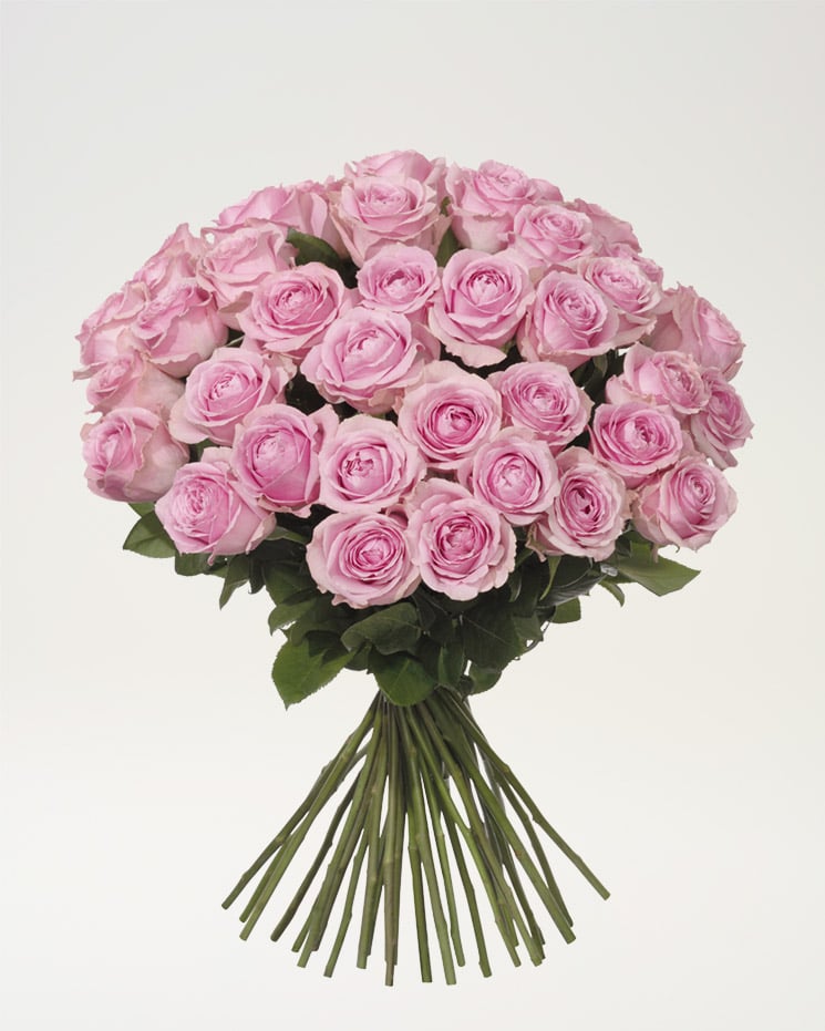40 rosa rosor