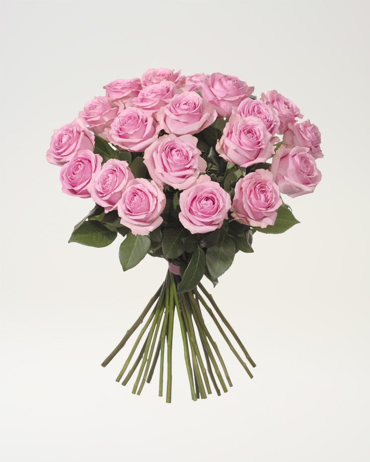 20 rosa rosor